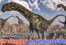 ไดโนเสาร์คอยาว