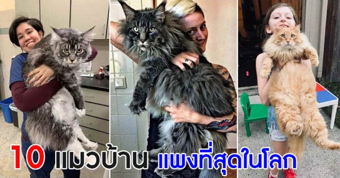 แมวแพงที่สุดในโลก