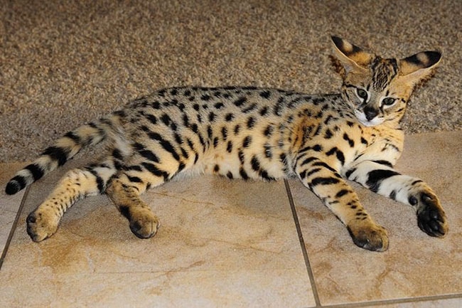 10 สายพันธุ์ 'แมวบ้าน' ราคาแพงที่สุดในโลก