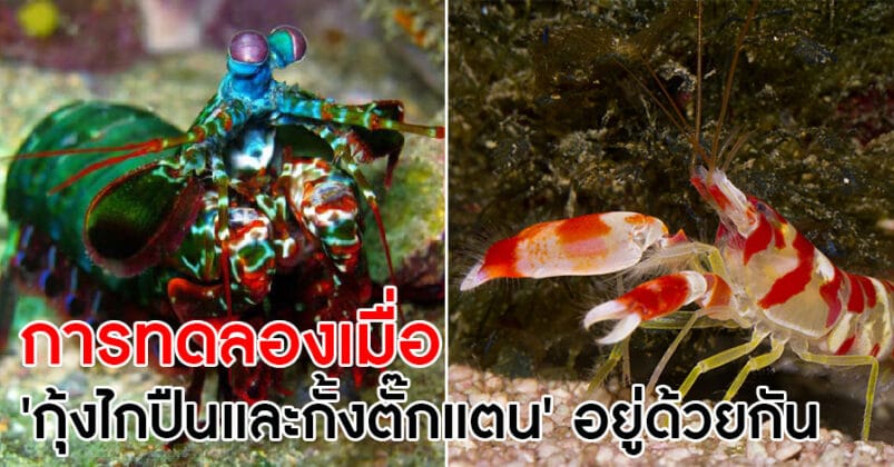 การทดลองเมื่อ กุ้งไกปืน & กั้งตั๊กแตน ต้องอยู่ตู้เดียวด้วยกัน