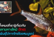 ปลาฉลามหางไหม้ไทย