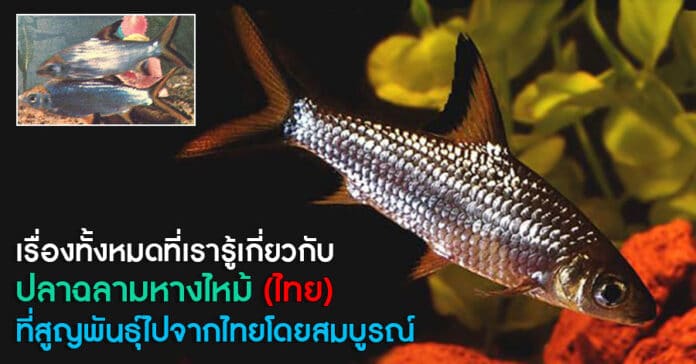 ปลาฉลามหางไหม้ไทย
