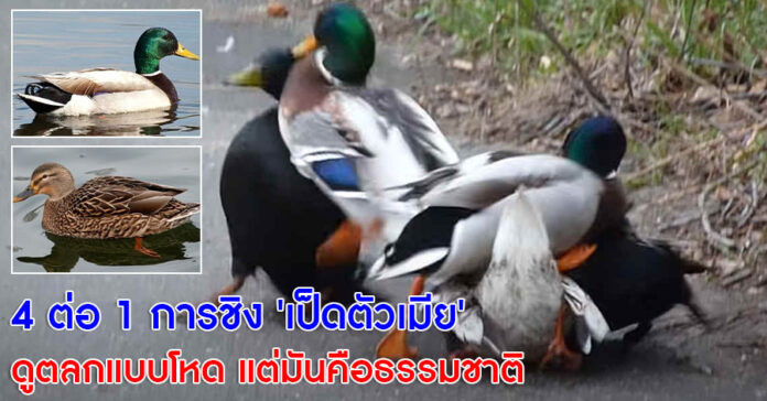 การชิง 'เป็ดตัวเมีย' ดูตลกแบบโหด แต่นี่คือธรรมชาติ