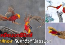 ไก่ฟ้าสีทอง