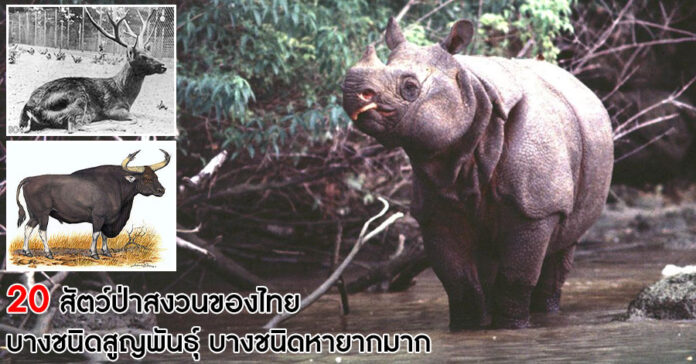สัตว์ป่าสงวนของไทย