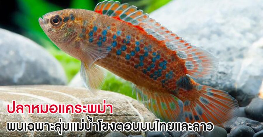 ปลาหมอแคระพม่า พบเฉพาะลุ่มแม่น้ำโขงตอนบนไทยและลาว