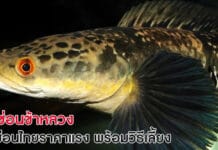 ปลาช่อนข้าหลวง