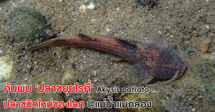 ปลาขยุยโรคี่ Akysis patrato