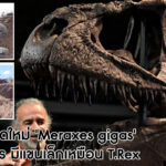 ไดโนเสาร์ชนิดใหม่ Meraxes gigas