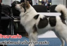 สุนัขไทยบางแก้ว