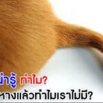 ทำไมสัตว์จึงมีหาง