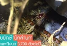ตะขาบยักษ์ ‘นักล่านก’ สังหารและกินนก 3,700 ตัวต่อปี