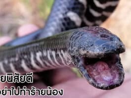 งูในไทย