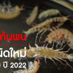 สัตว์ชนิดใหม่ในไทยปี 2022
