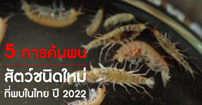 สัตว์ชนิดใหม่ในไทยปี 2022