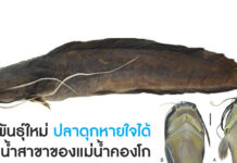 สายพันธุ์ใหม่ ‘ปลาดุกหายใจได้’ ในแม่น้ำสาขาของแม่น้ำคองโก ปลาดุกชนิดใหม่