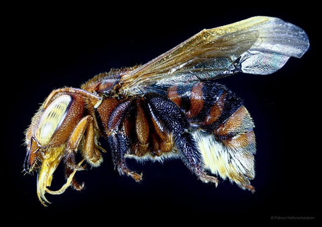 ผึ้งหยาดอำพันภูจอง