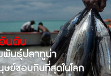 7 อันดับสายพันธุ์ ‘ปลาทูน่า’ ที่มนุษย์ชอบกินมากที่สุดในโลก