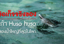 5 ข้อเท็จจริงของ ‘เบลูก้า Huso huso’ ปลาสองน้ำขนาดใหญ่ที่สุดในโลก ปลาขนาดใหญ่ที่สุดในโลก