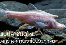 ค้นพบปลาชนิดใหม่ มีโครงสร้างคล้ายเขาในประเทศจีน Sinocyclocheilus longicornus