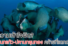 ไขความเข้าใจผิด ปลานกแก้ว ปลานกขุนทอง ความคล้ายที่แตกต่าง ปลานกแก้ว ปลานกขุนทอง