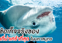 5 ข้อเท็จจริงของ ‘ปลาที่น่าเศร้าที่สุด’ ในมหาสมุทร