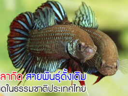 ปลากัดไทย