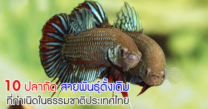 ปลากัดไทย