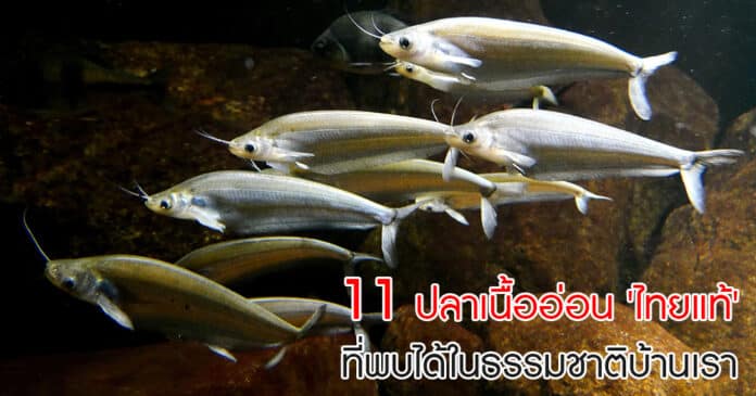 ปลาเนื้ออ่อนในไทย