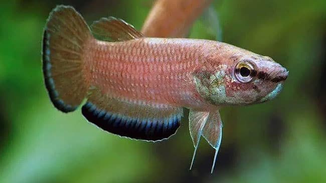 10 ปลากัด 'สายพันธุ์ดั้งเดิม' ที่กำเนิดในธรรมชาติประเทศไทย
