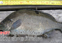 ปลาหยก คือปลาอะไรกันแน่ ปลาที่ประมงประกาศห้ามเลี้ยงแต่ซีพีเลี้ยง