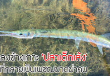 นักเลงข้างเกาะ ‘เต็กเล้ง’ ปลาที่กลายเป็นเพชฌฆาตเพราะขี้ตกใจ ปลาเต็กเล้ง