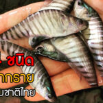 ปลากรายในไทย