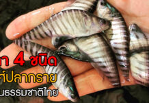 ปลากรายในไทย