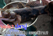 เพราะอะไร? ปลาบู่ ‘ปลาเนื้อดี’ คนไทยจึงไม่ค่อยได้กิน เพราะนิทาน? ปลาบู่