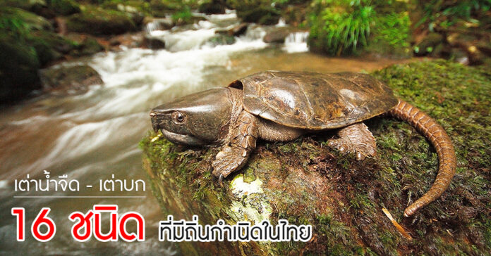 เต่าในประเทศไทย