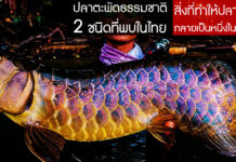 ปลาตะพัดธรรมชาติ 2 ชนิดที่พบในไทย และสิ่งที่ทำให้ปลาพวกนี้กลายเป็นปลาแพงที่สุด อะโรวาน่าเอเซีย