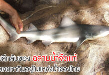 ความลึกลับของ ‘ปลาฉลามน้ำจืดแท้’ ที่อาจเคยหากินอยู่ในแหล่งน้ำของไทย