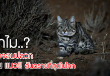 ทำไมเสือจอมปลวก จึงเป็นแมวที่ได้ชื่อว่า ‘อันตรายที่สุดในโลก’ แมว