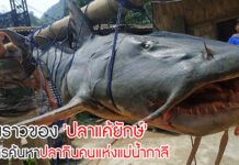 เรื่องราวของปลาแค้ยักษ์ และการค้นหาปลากินคนแห่งแม่น้ำกาลี ปลาแค้