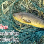 ปลาหมอไทย