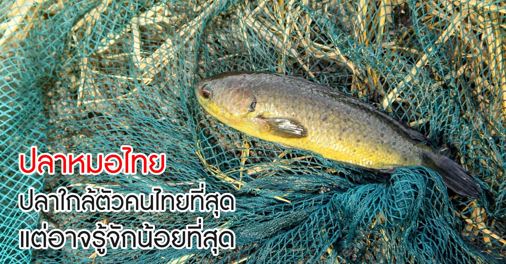 ปลาหมอไทย