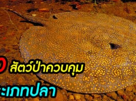 สัตว์ป่าควบคุม