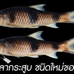 ลูปาร์ – กาติบัส “2 ปลากระสูบ” ชนิดใหม่ของโลก