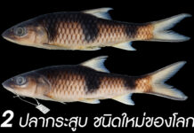 ลูปาร์ – กาติบัส “2 ปลากระสูบ” ชนิดใหม่ของโลก