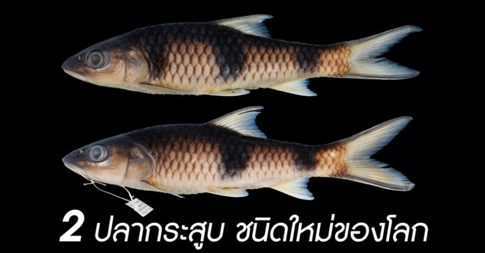 2 new hampala-yt1