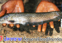 ปลากราย 3 ชนิด ที่คุณอาจไม่เคยรู้จักมาก่อน