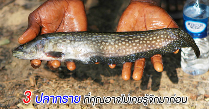 3 Notopteridae-yt02