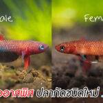 ปลากัดไออาสพิส (Betta iaspis) ปลากัดชนิดใหม่ของโลก