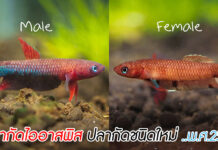 ปลากัดไออาสพิส (Betta iaspis) ปลากัดชนิดใหม่ของโลก